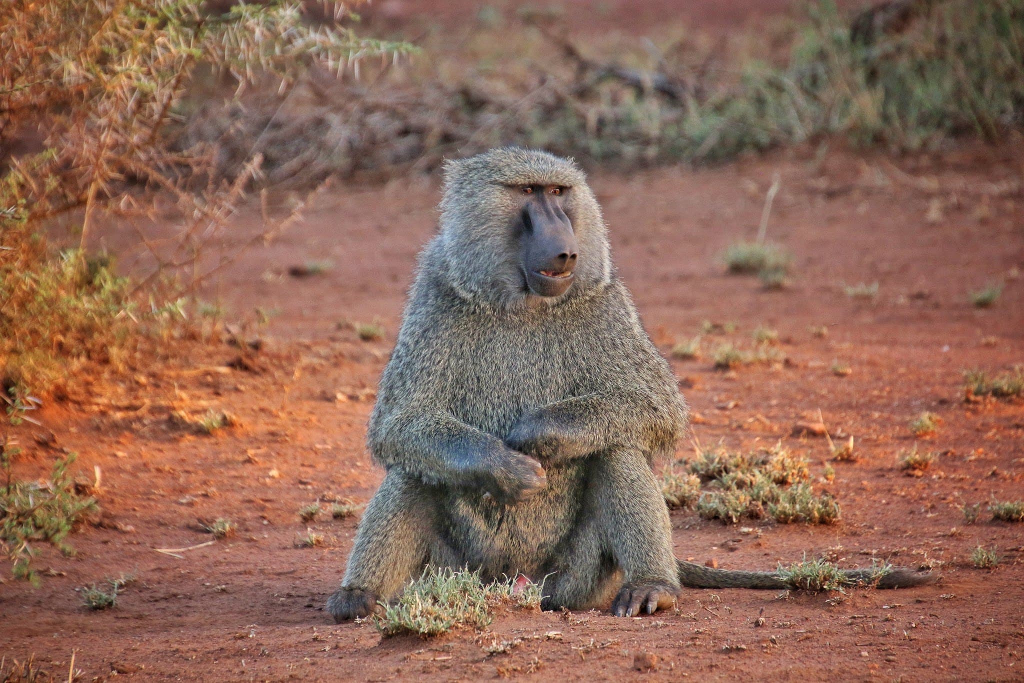 Olive baboon on red dirt among dry scrub