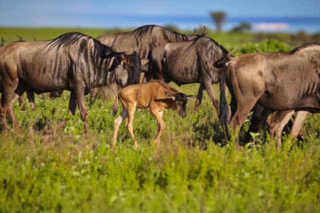 Wildebeest and calf on the Tanzania plains