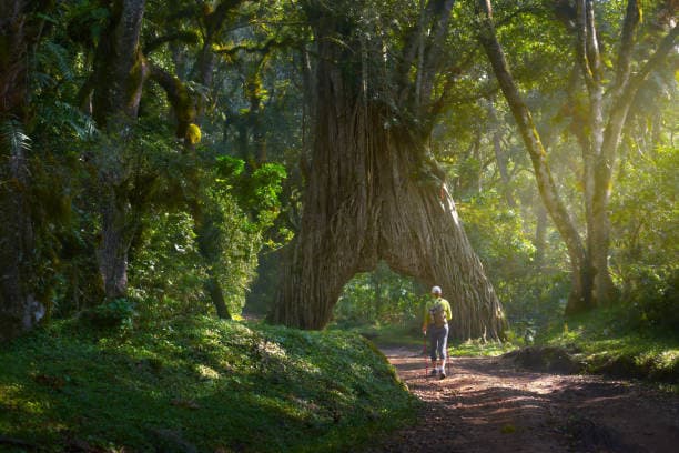 Hiker on a forest trail beneath a giant tree archway