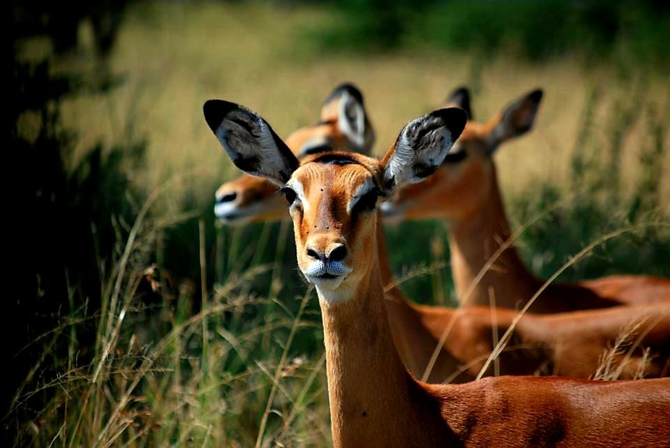 Impala herd close-up in golden backlit grass