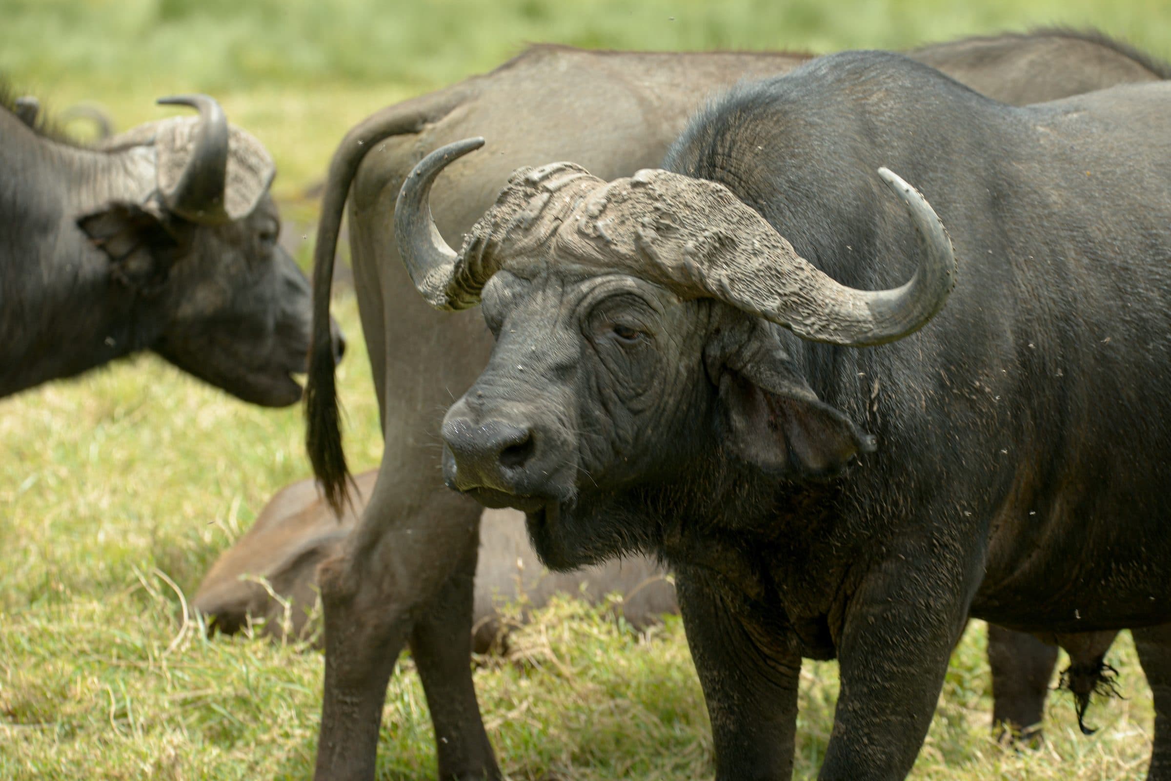 Two Cape buffalo close together in the grass, one facing the camera with large curved horns