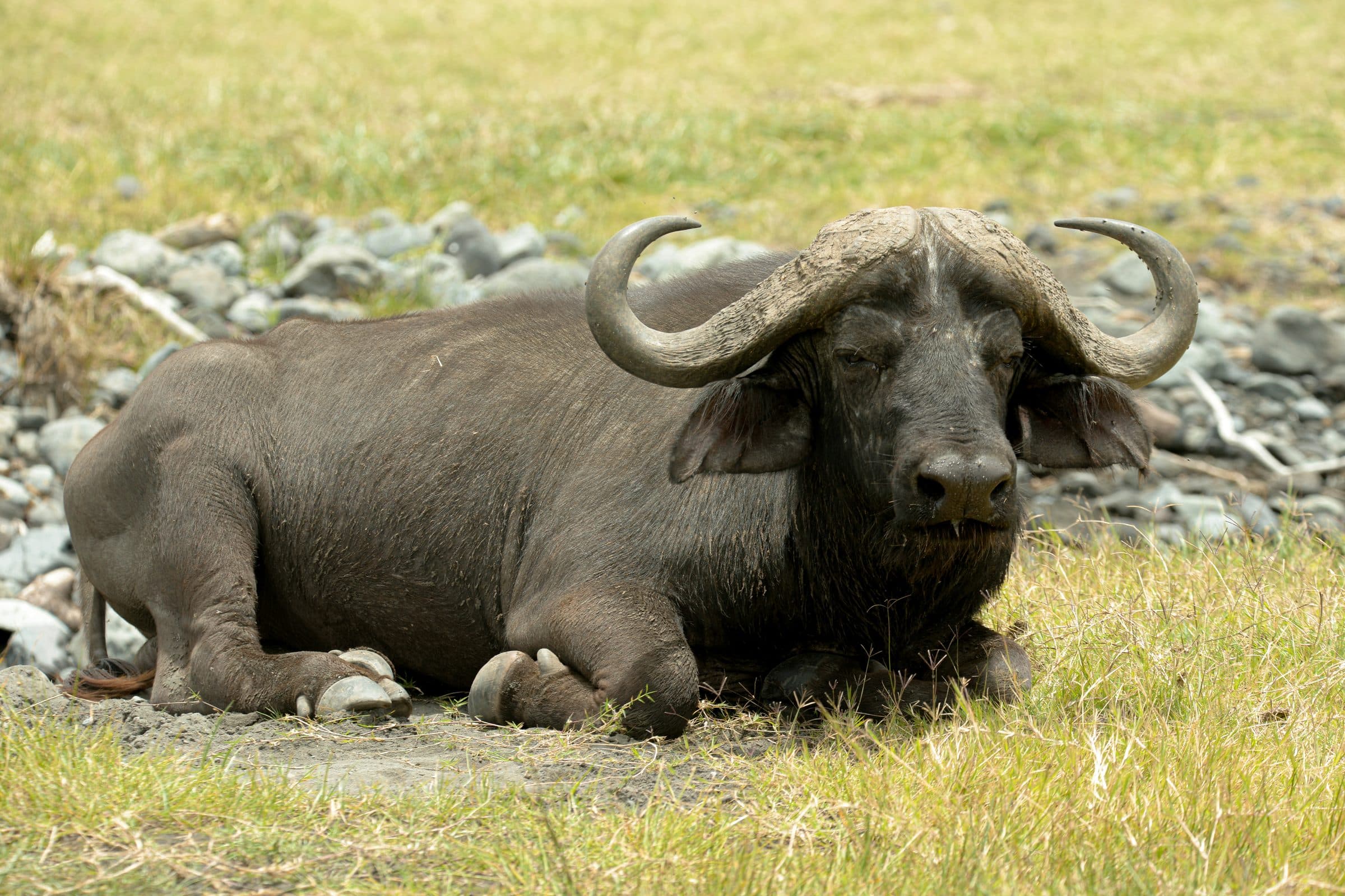 A Cape buffalo resting on a rocky riverbank