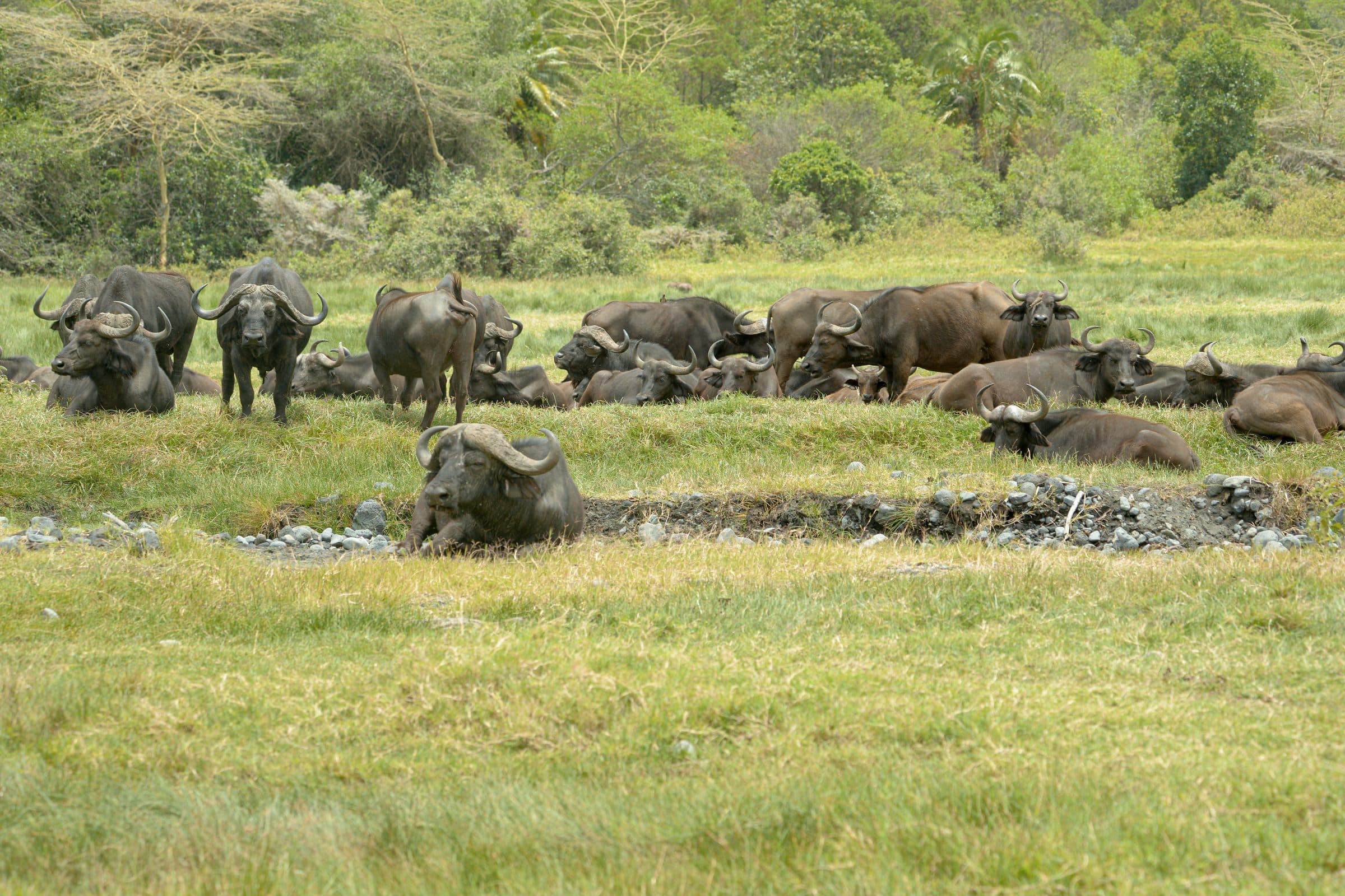 A large herd of Cape buffalo grazing beside a stream