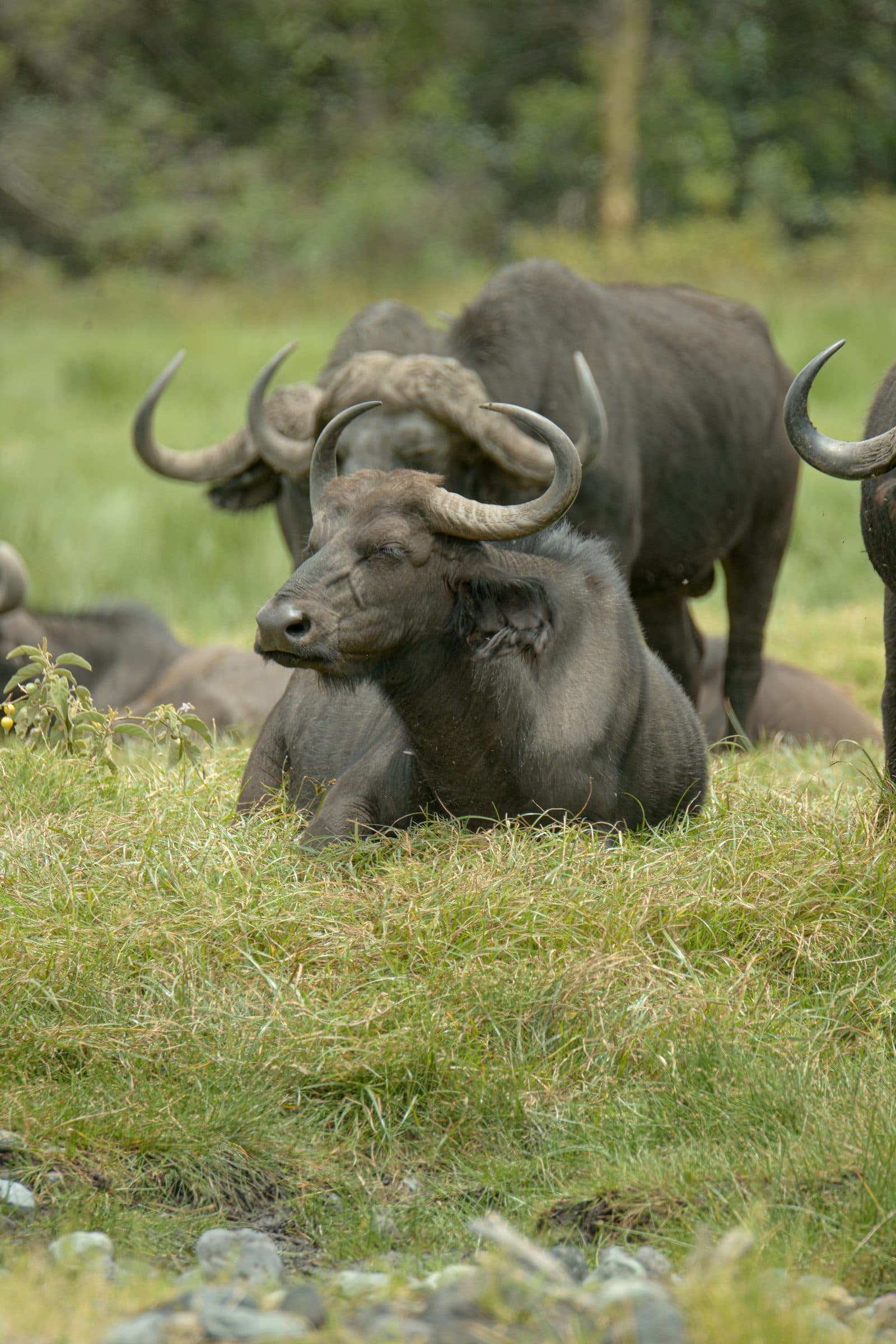 A Cape buffalo resting in the grass with the herd behind it