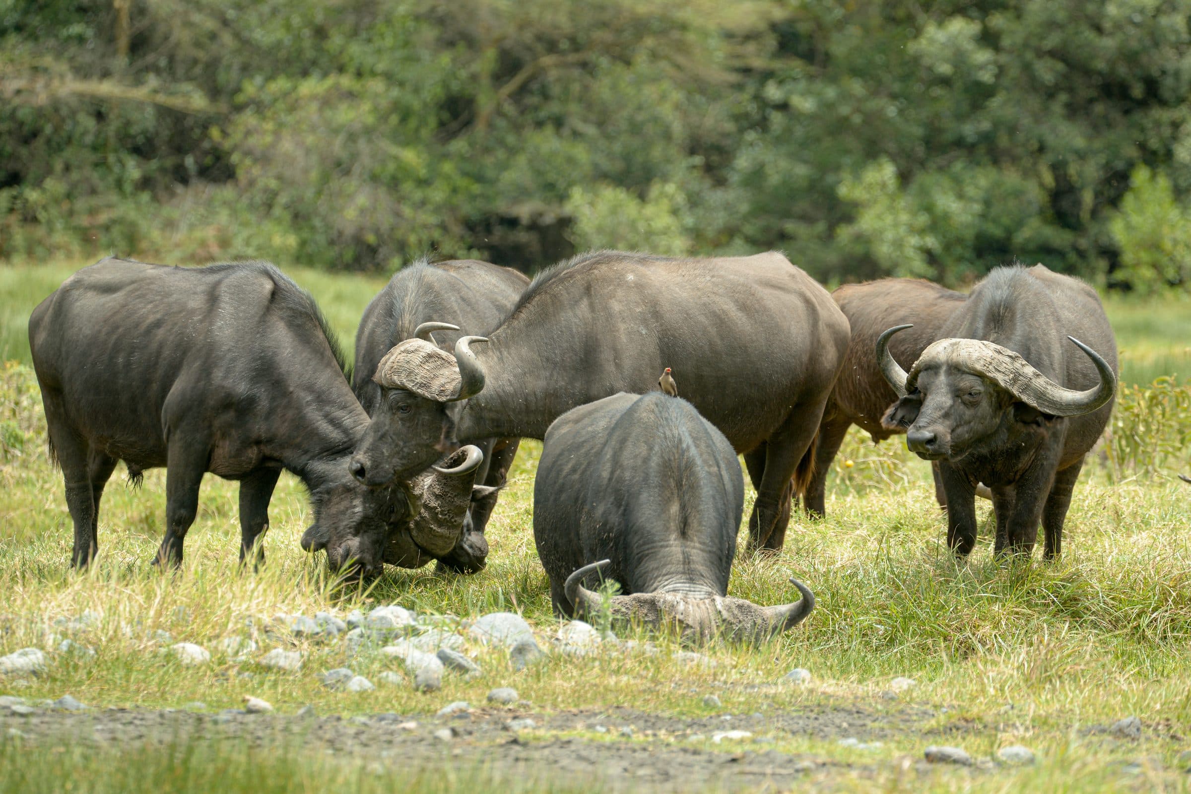 A group of Cape buffalo grazing together with an oxpecker bird perched on one's back