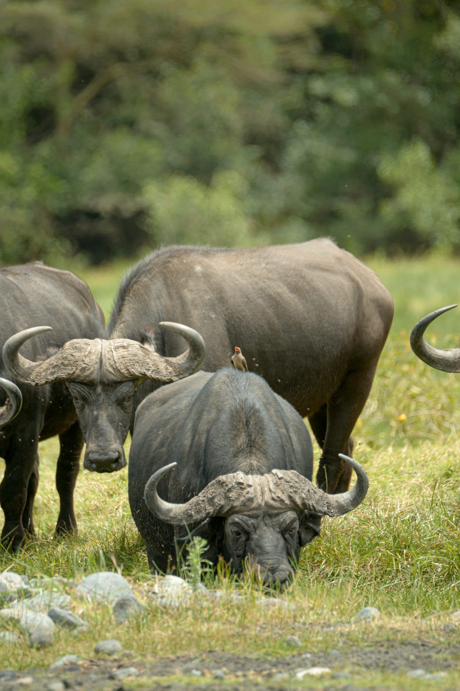 A Cape buffalo grazing close-up with an oxpecker on its back and the herd behind it