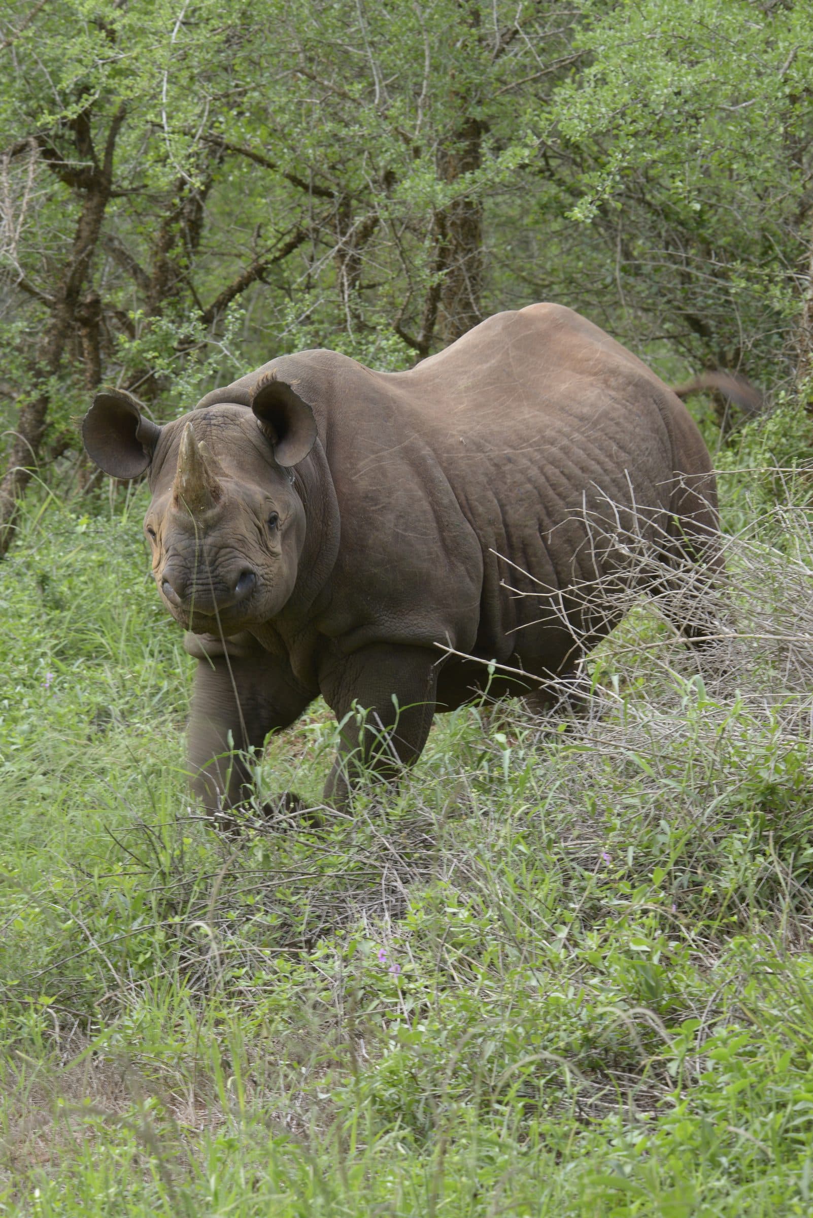 A black rhinoceros walking toward the camera through green bush