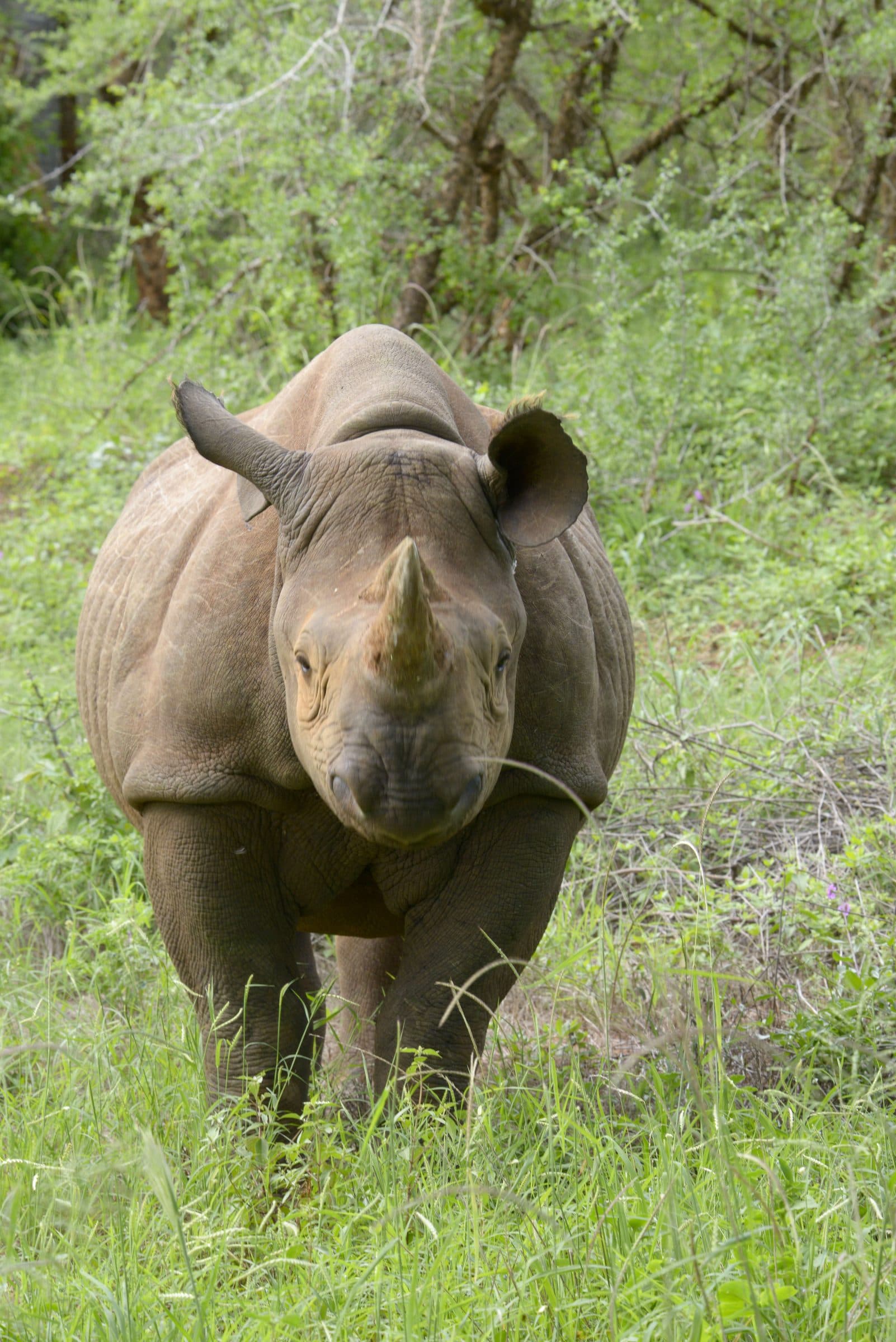 A black rhinoceros looking directly at the camera in dense green vegetation