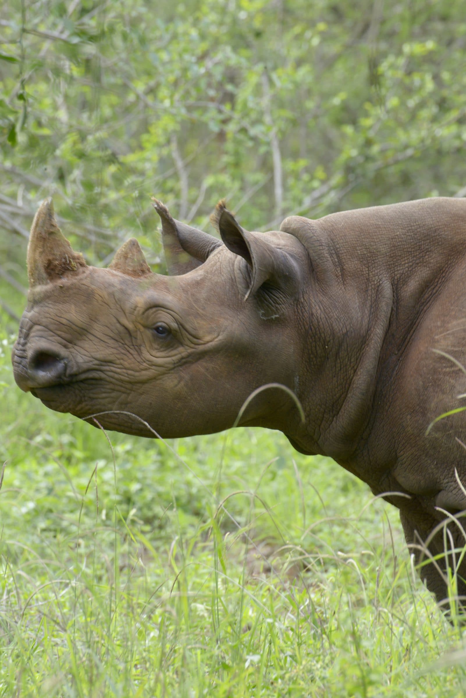 Close profile of a black rhinoceros' head and shoulders