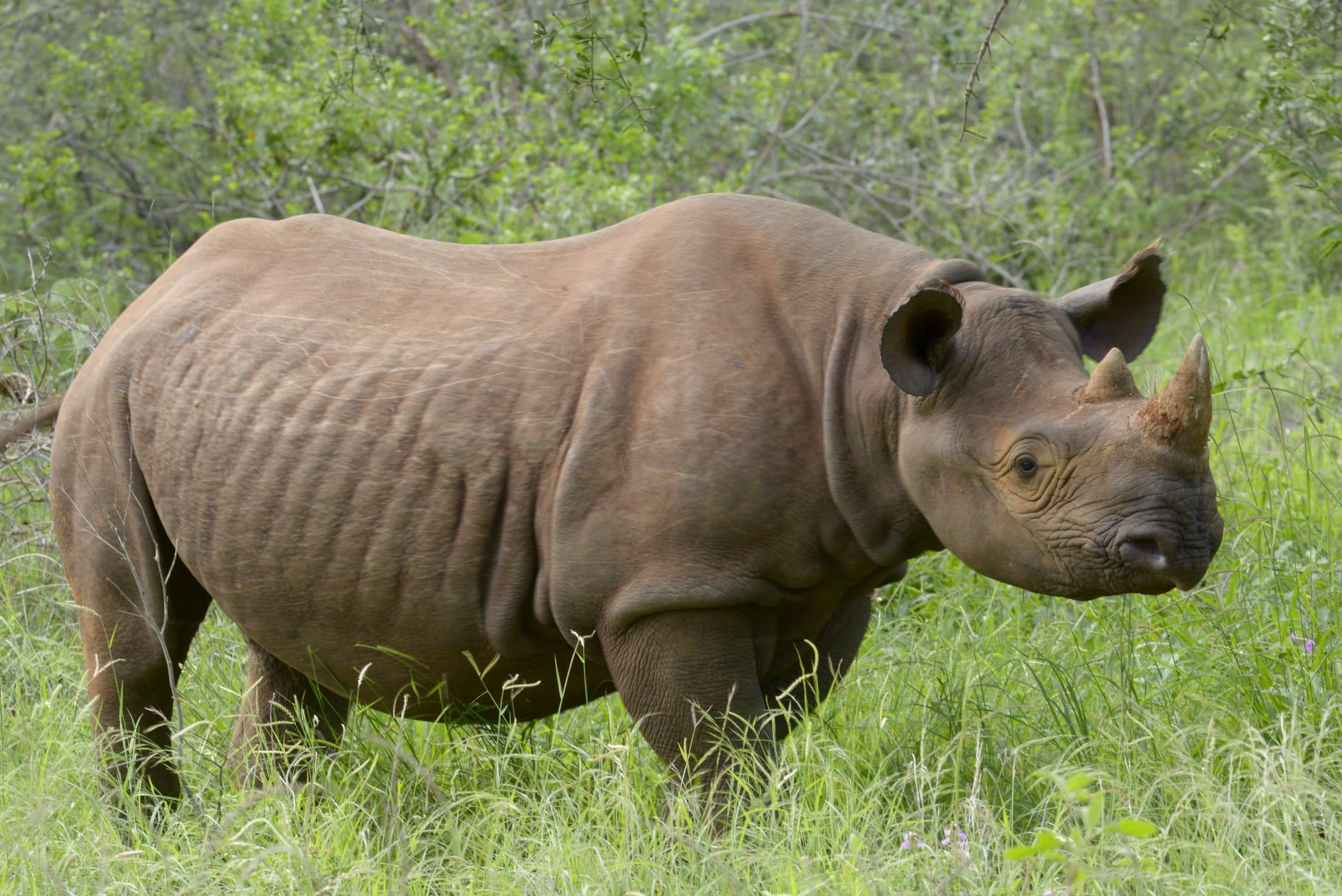 A black rhinoceros standing side-on in tall grass