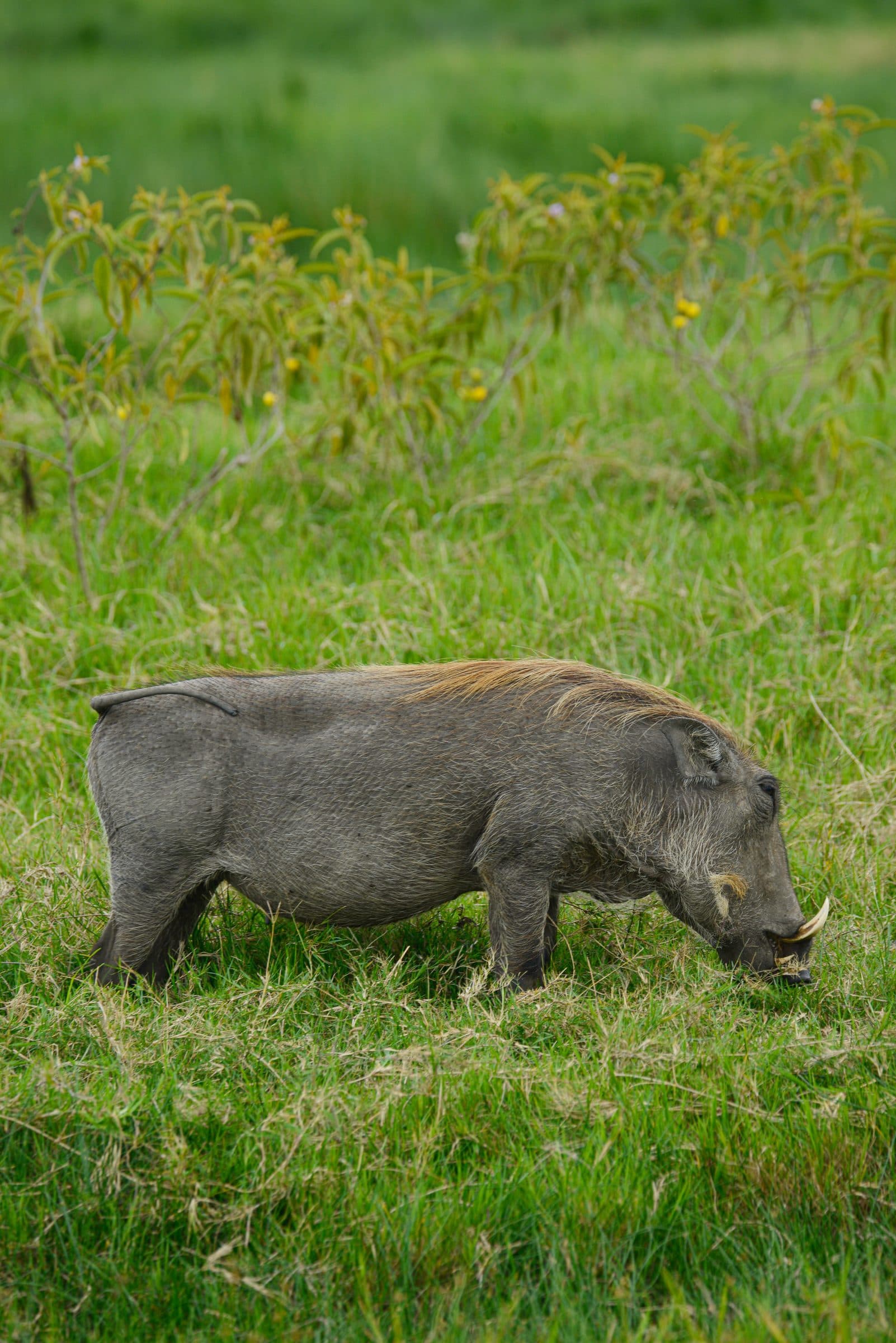 A warthog grazing on its knees in tall grass