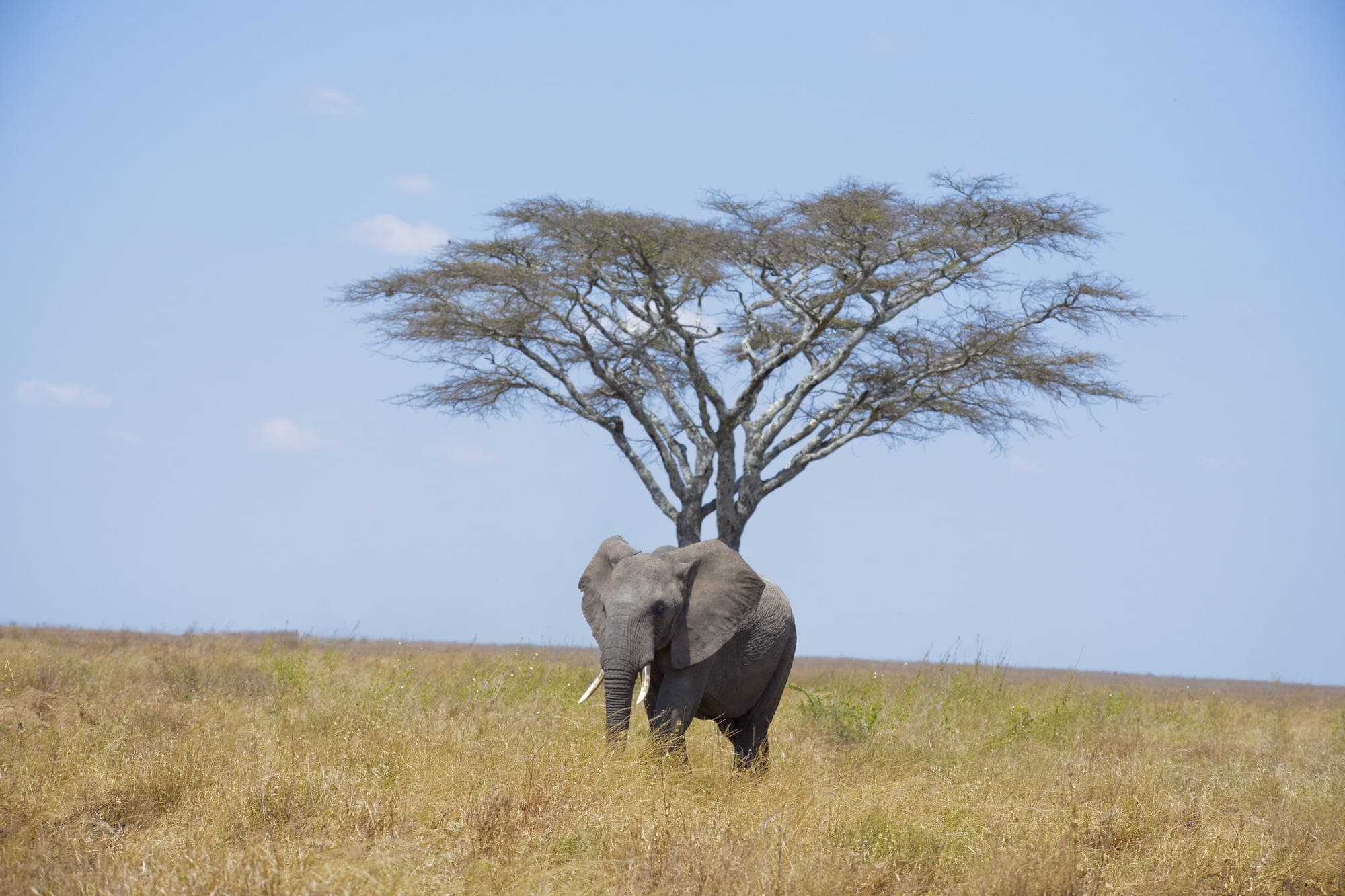 A lone elephant approaching a solitary acacia tree on the plains
