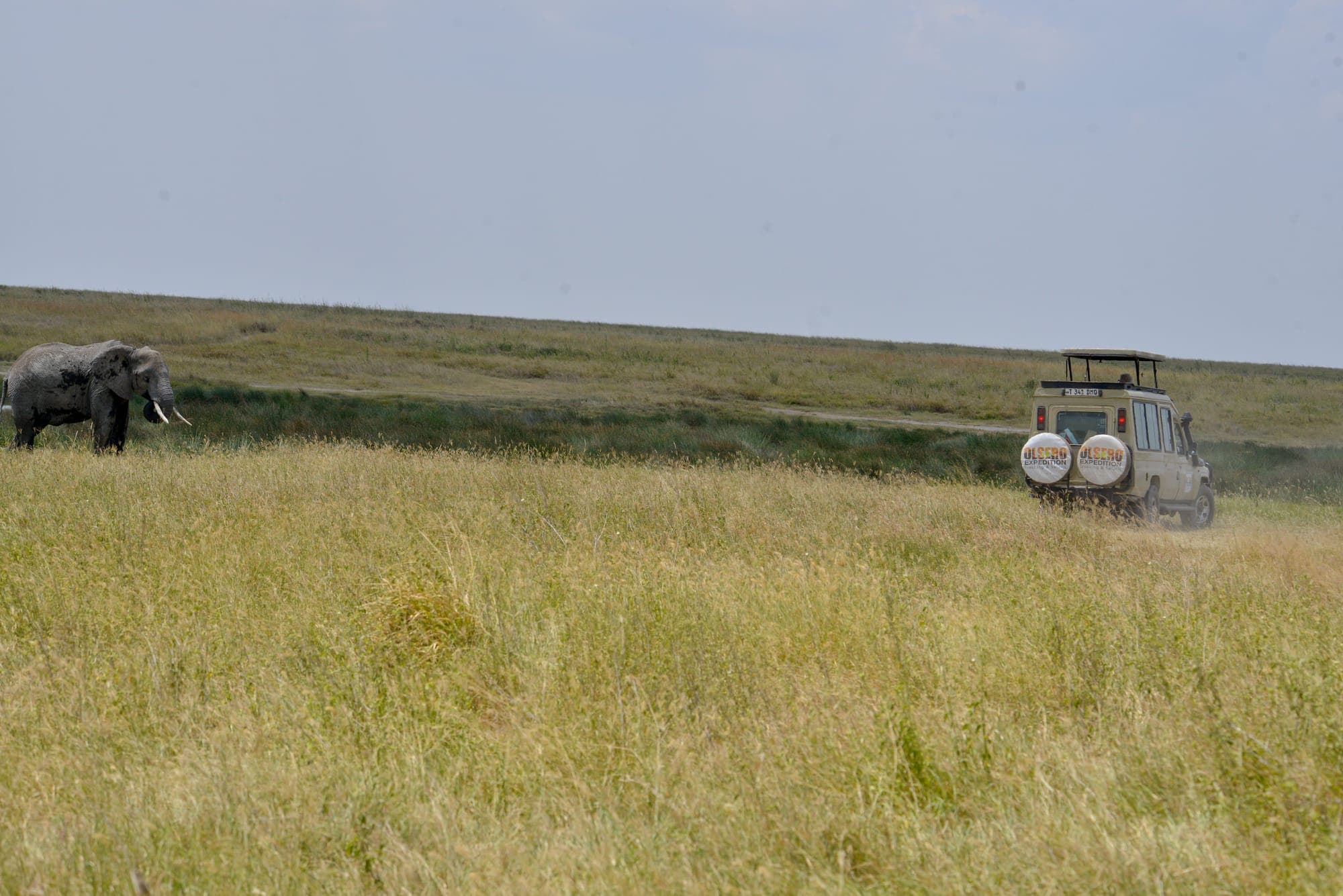 An elephant grazing as a safari vehicle raises dust in the distance