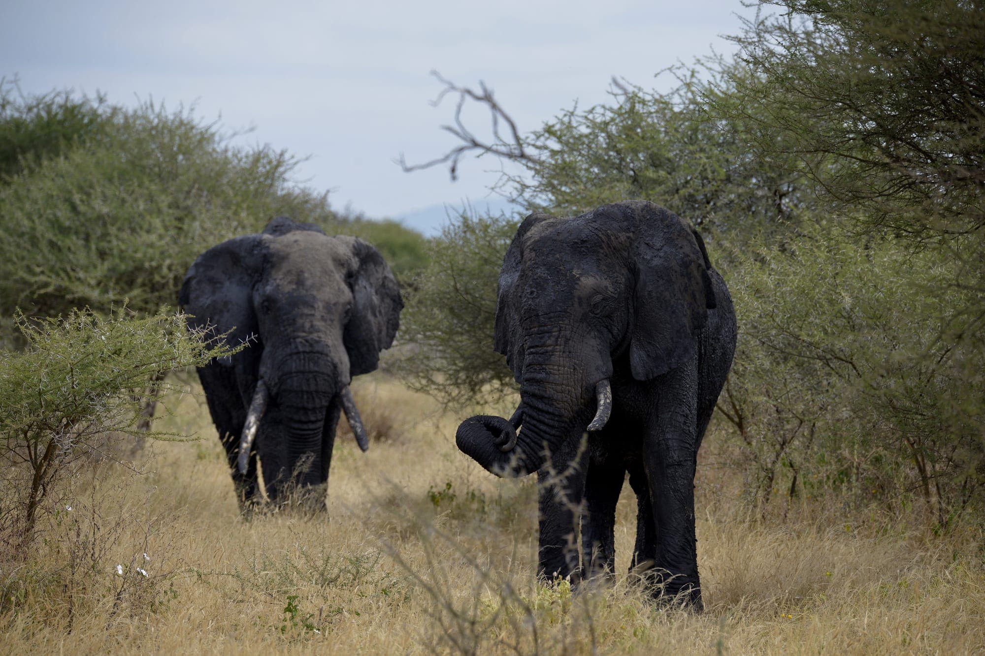 African elephant grazing at close range on the Serengeti plains