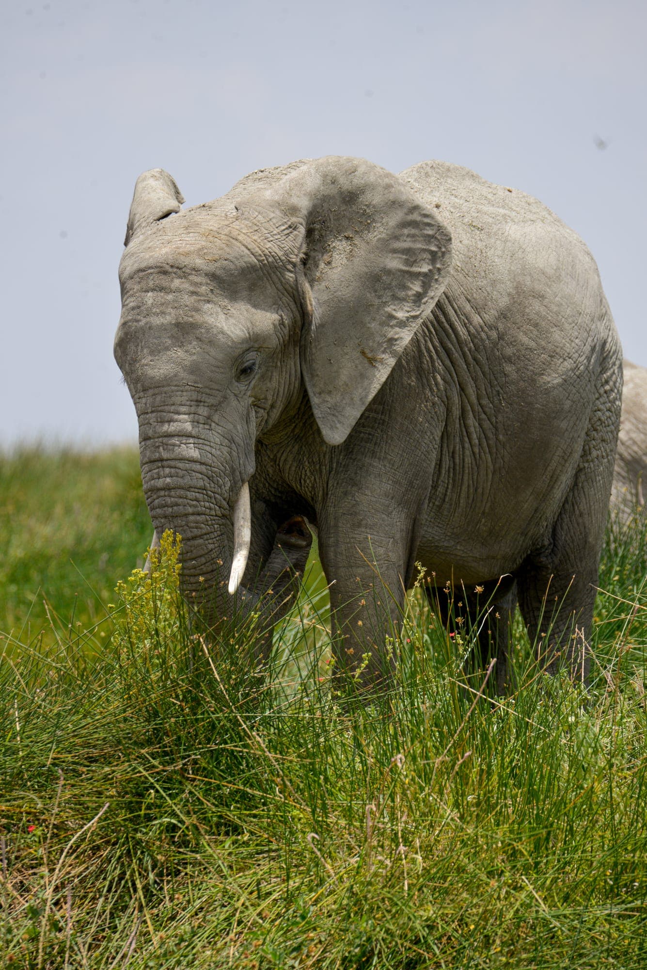 An elephant approaching head-on across the grassland
