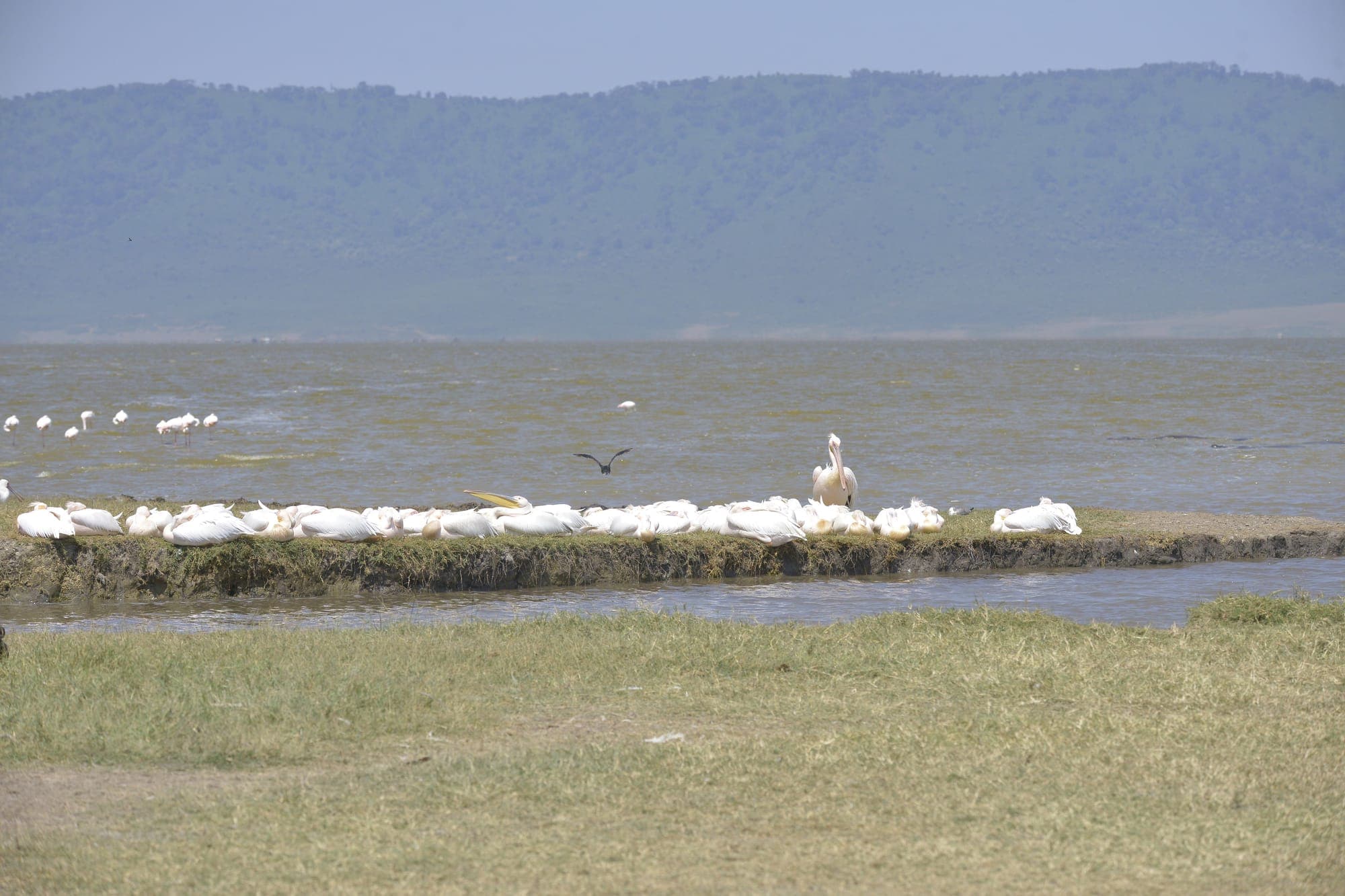 Pelicans and flamingos resting on a sandbar in a Ngorongoro Crater lake