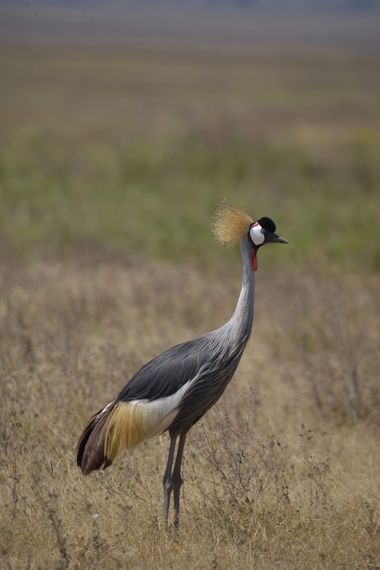 A grey crowned crane standing in short grass