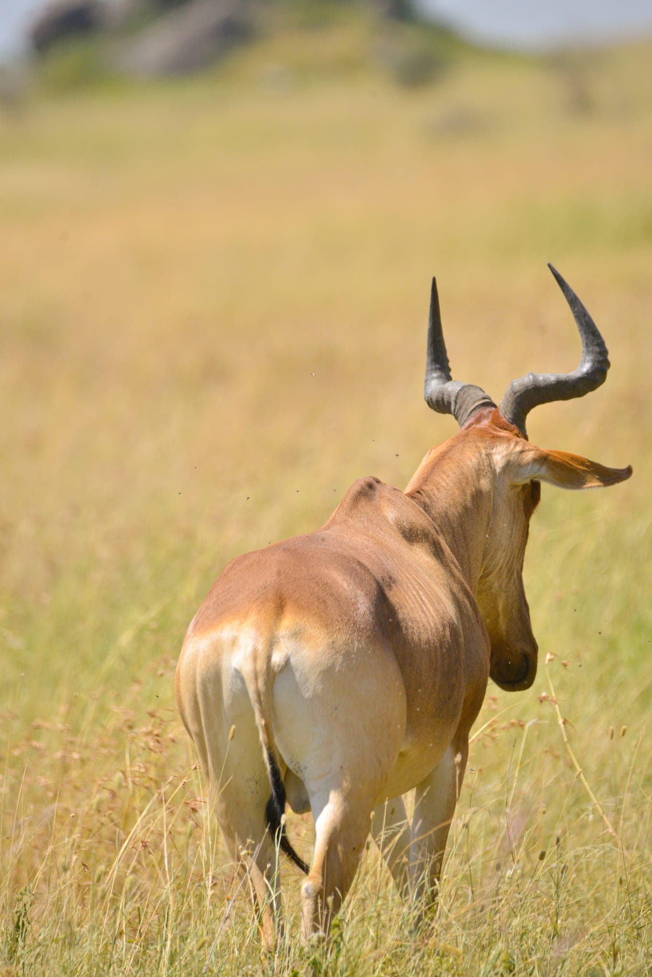A hartebeest antelope standing alert in open grassland