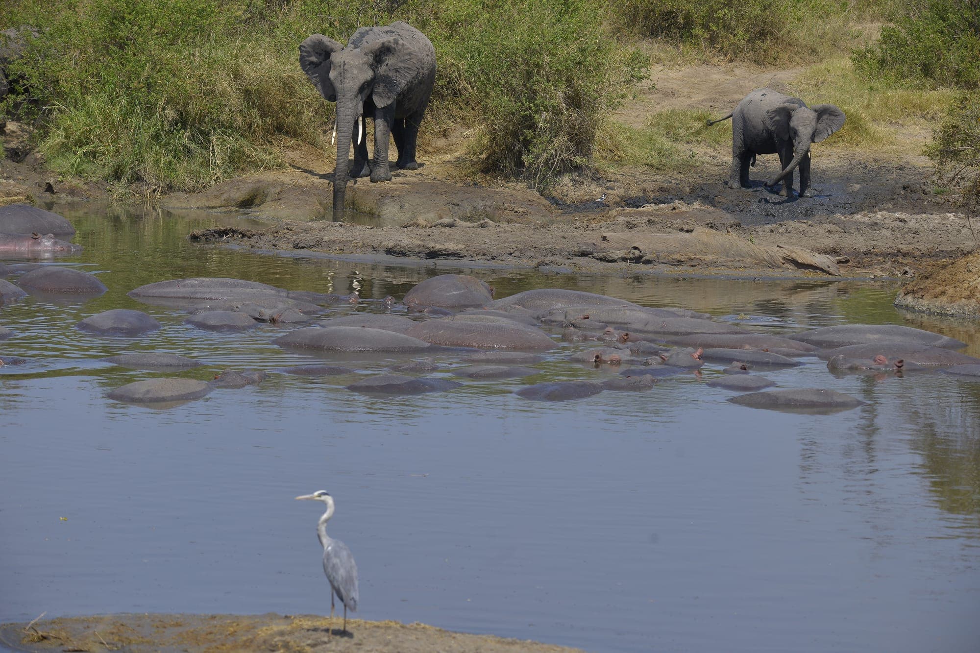 Hippos wallowing in a pool with an elephant grazing nearby