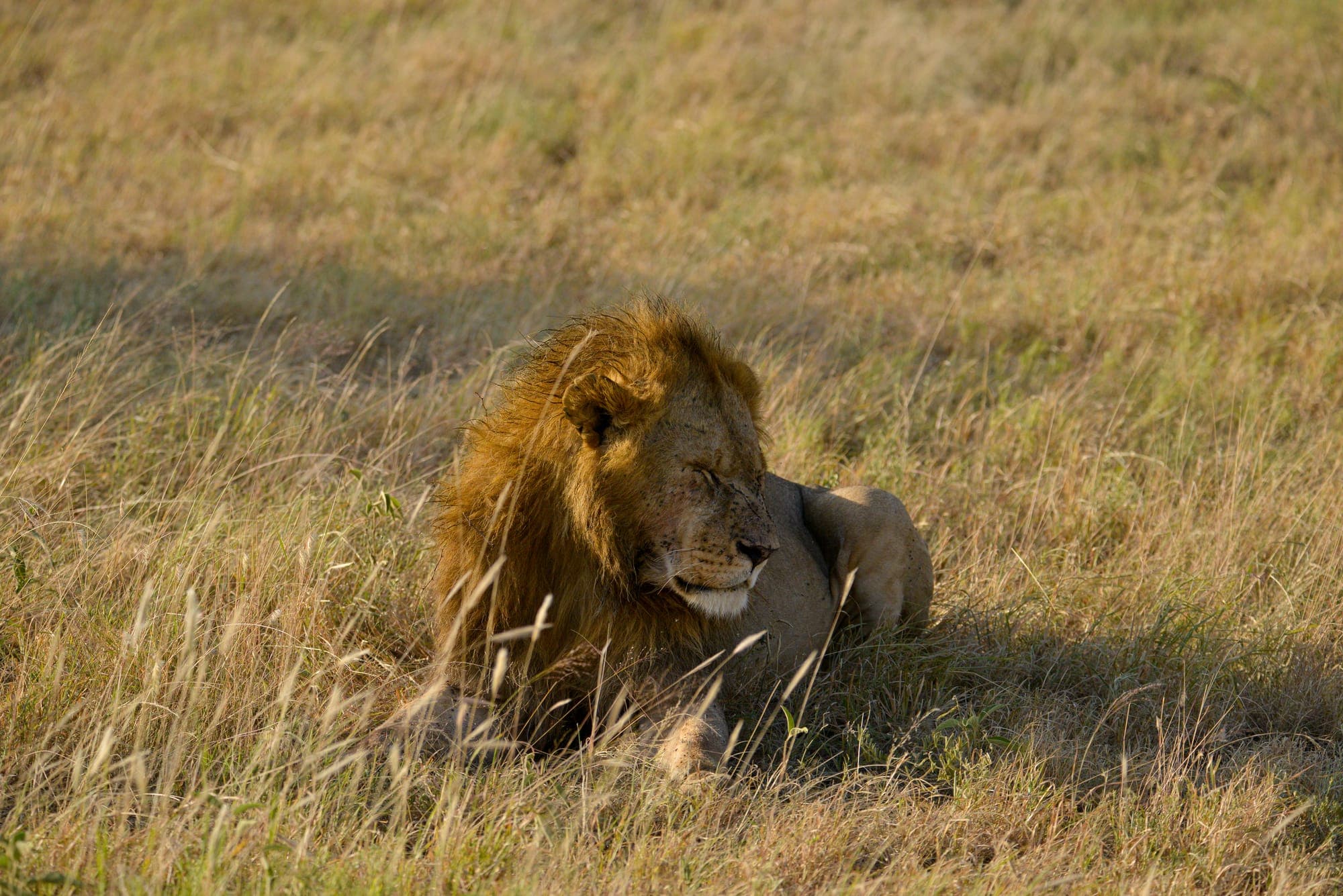 A lion and cub together in the Serengeti grassland