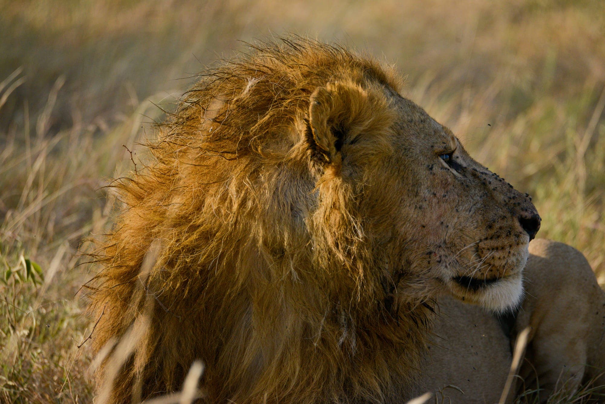 Close portrait of a male lion resting in the grass