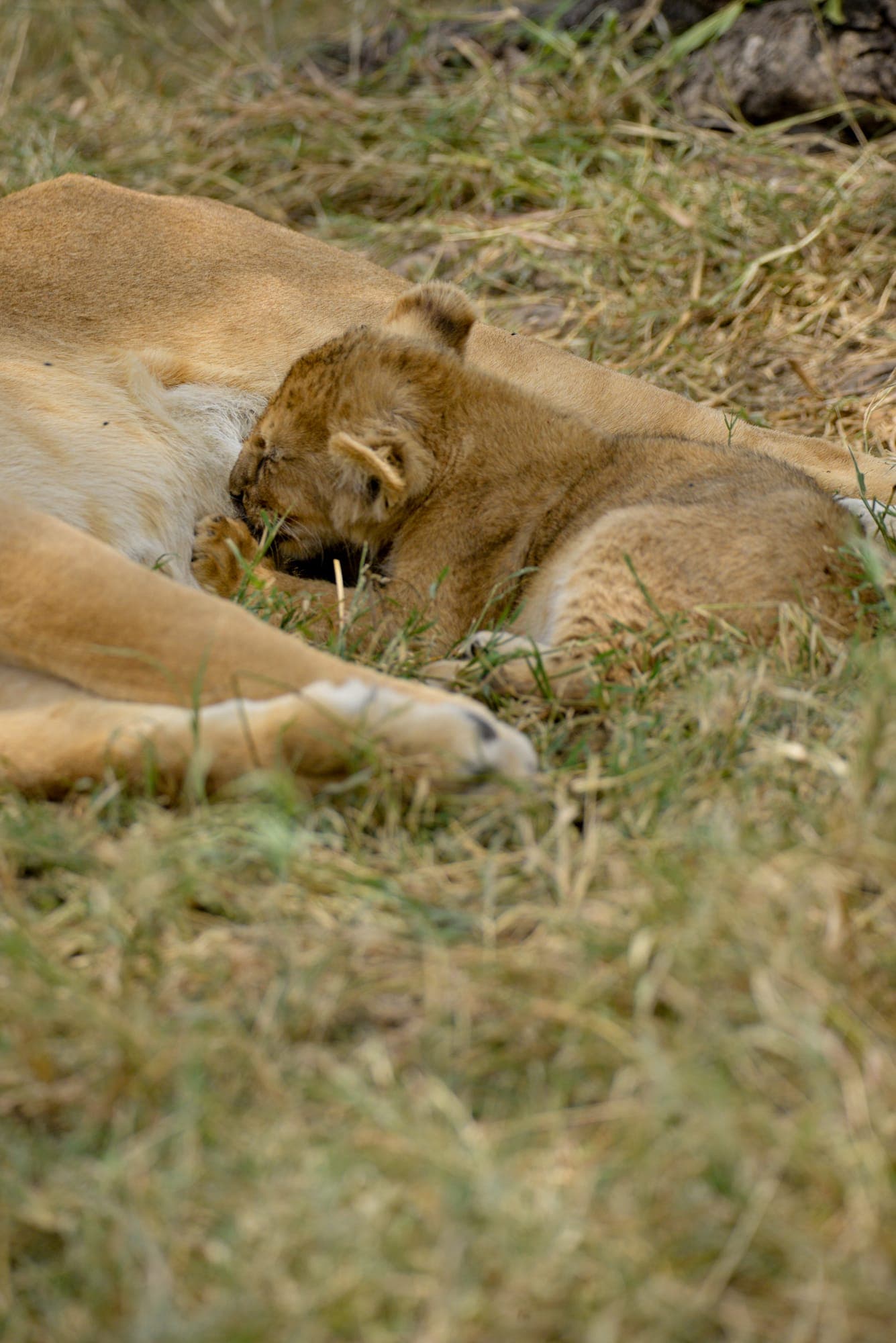 A pride of lions resting together in the shade