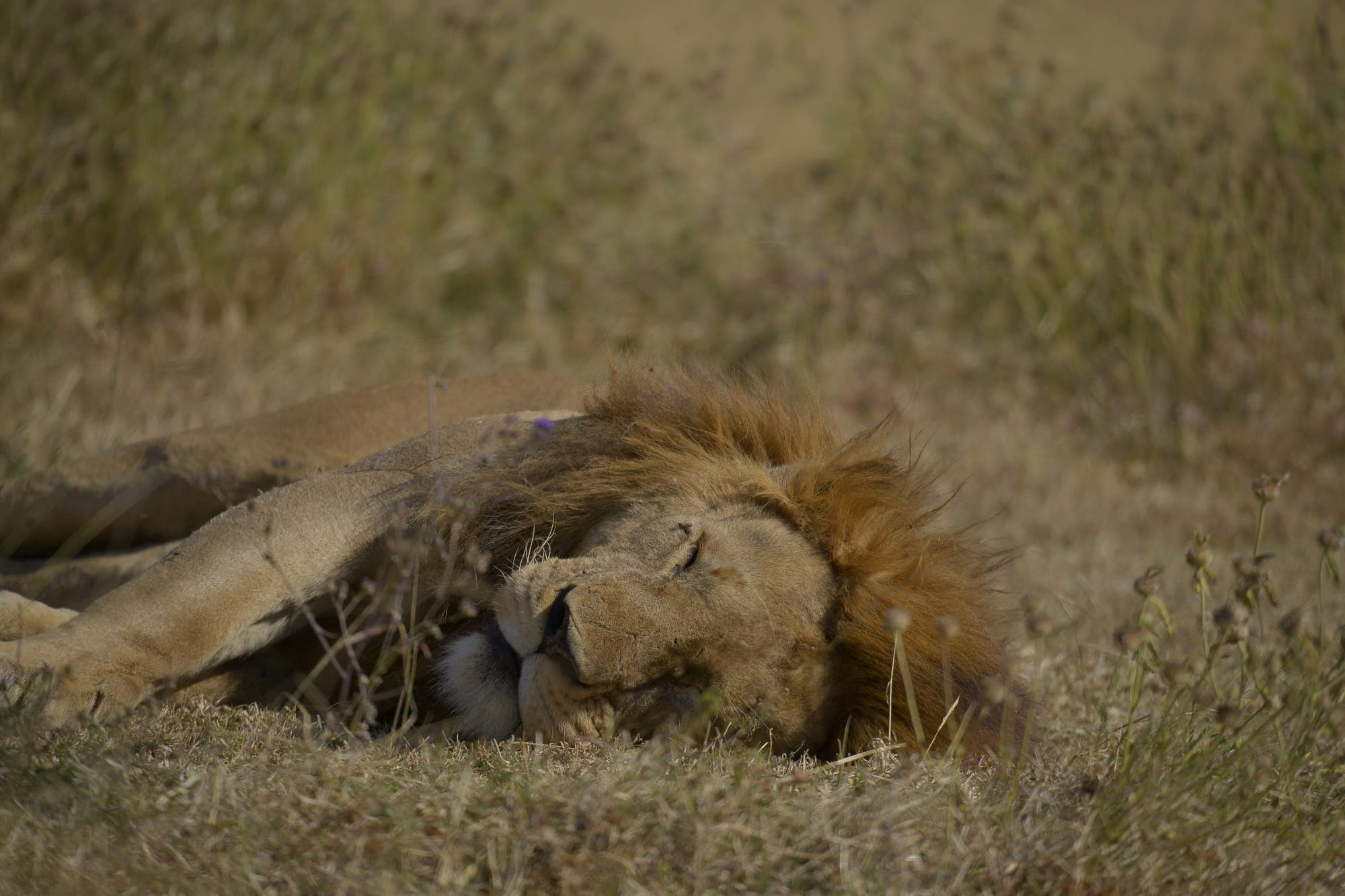 A lion stretched out resting in the shade of a bush