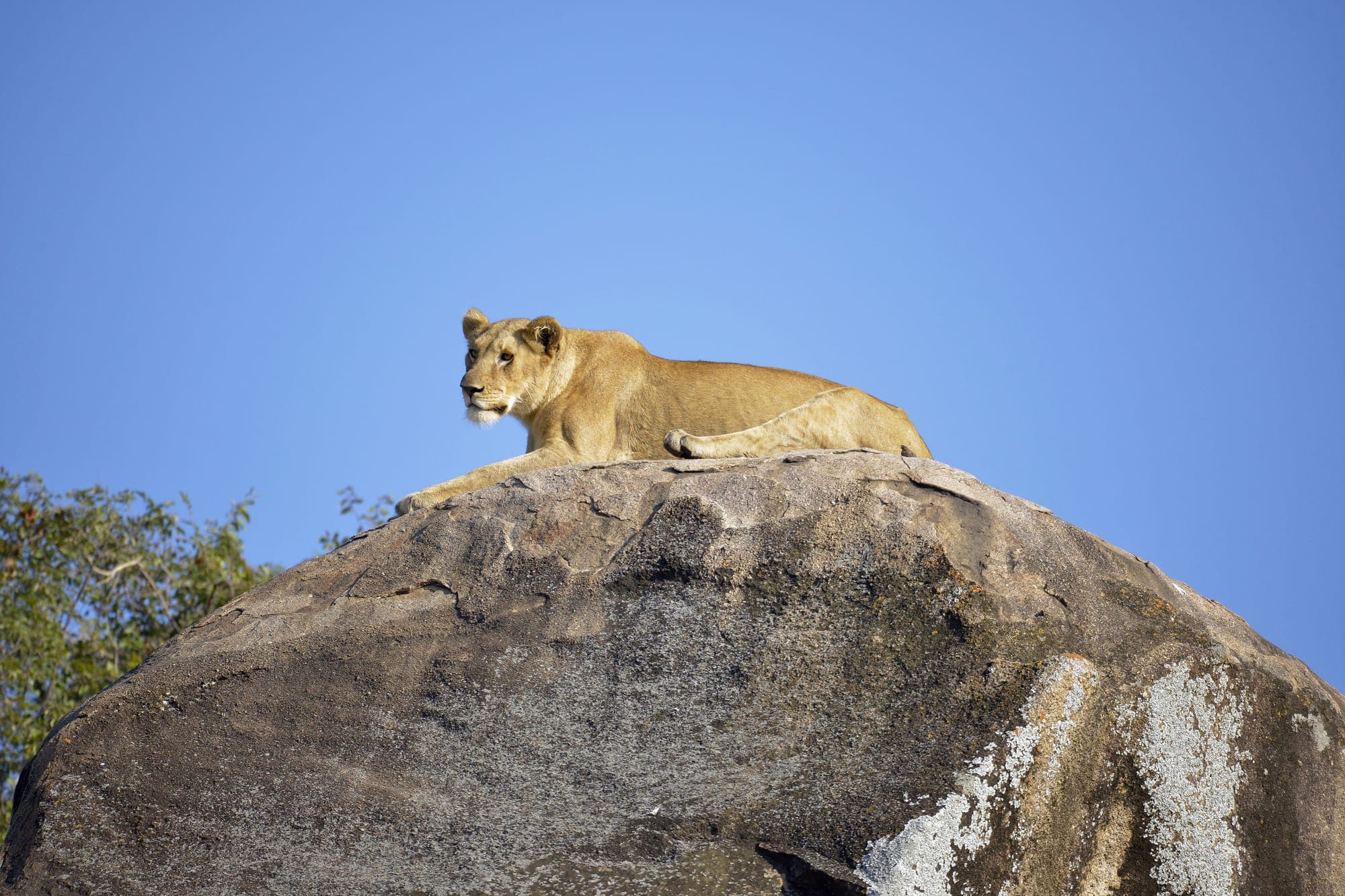A lioness resting on a rocky kopje overlooking the Serengeti plains