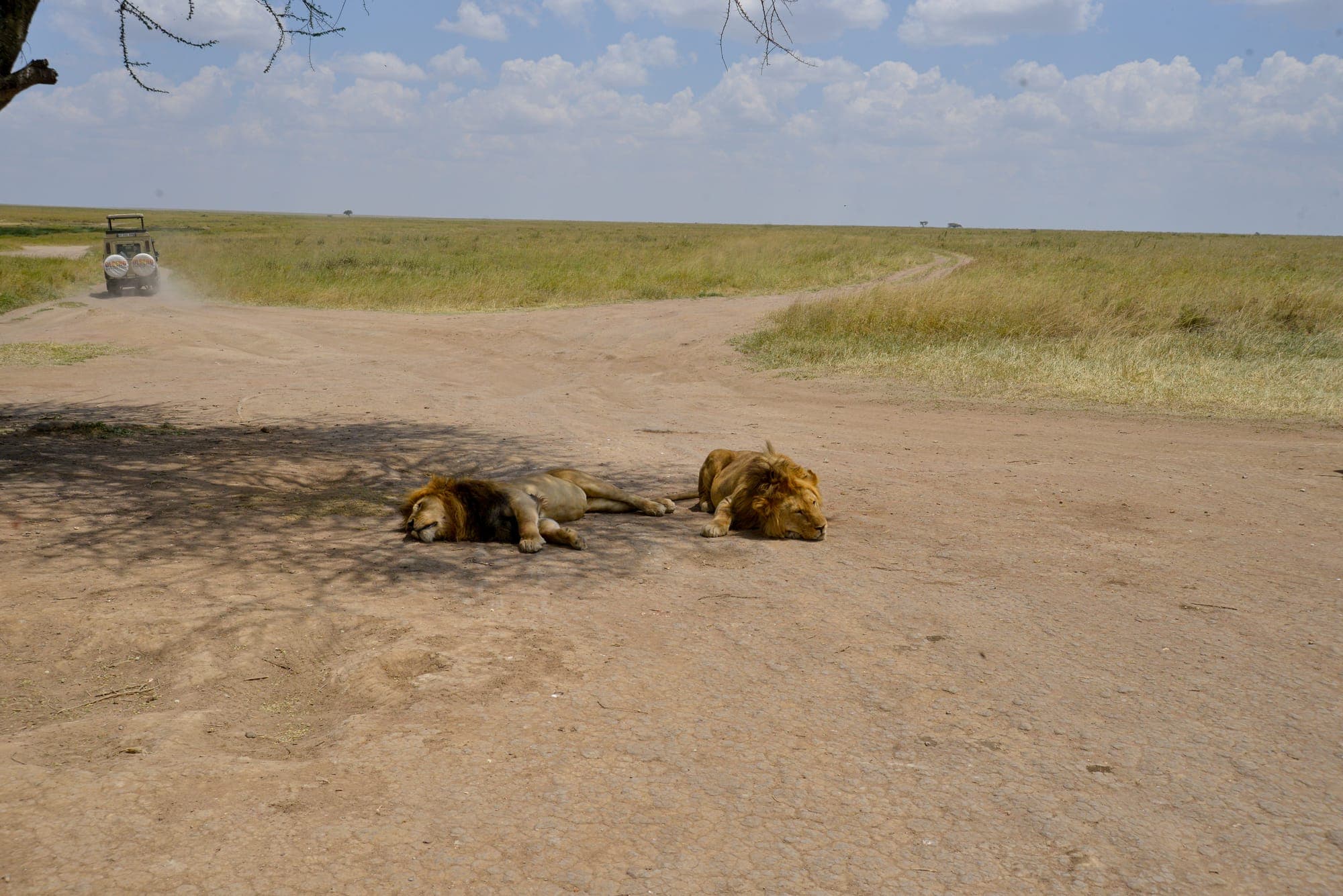 Two lions resting on a safari track with a vehicle approaching in the distance