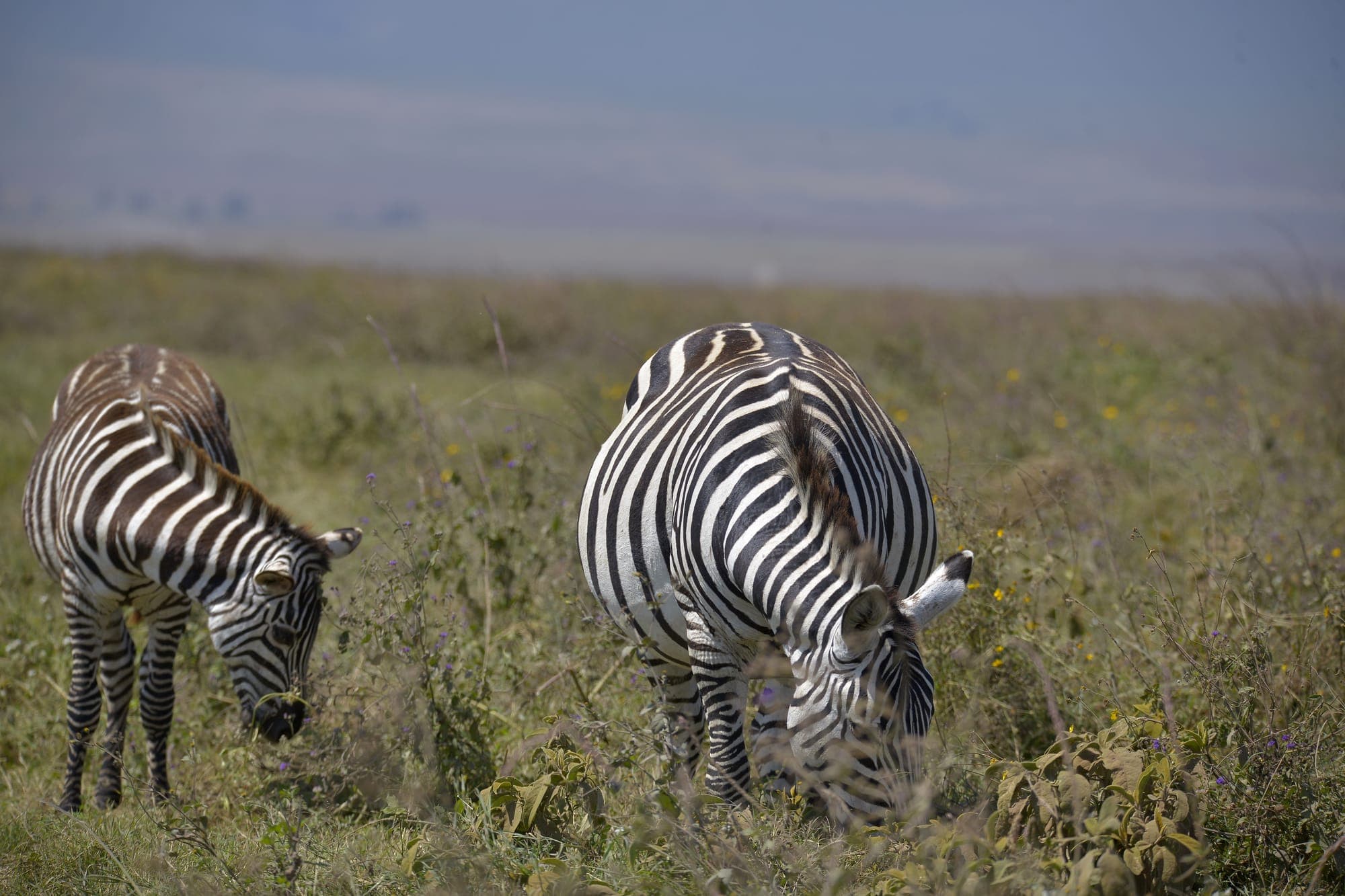 Zebras grazing together on the open plains