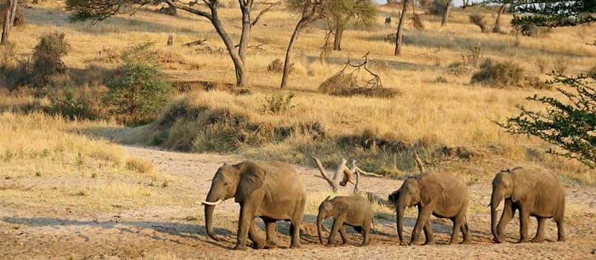 Tembo Safari
