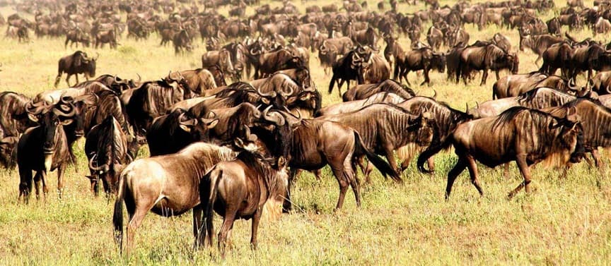 Great Migration Odyssey