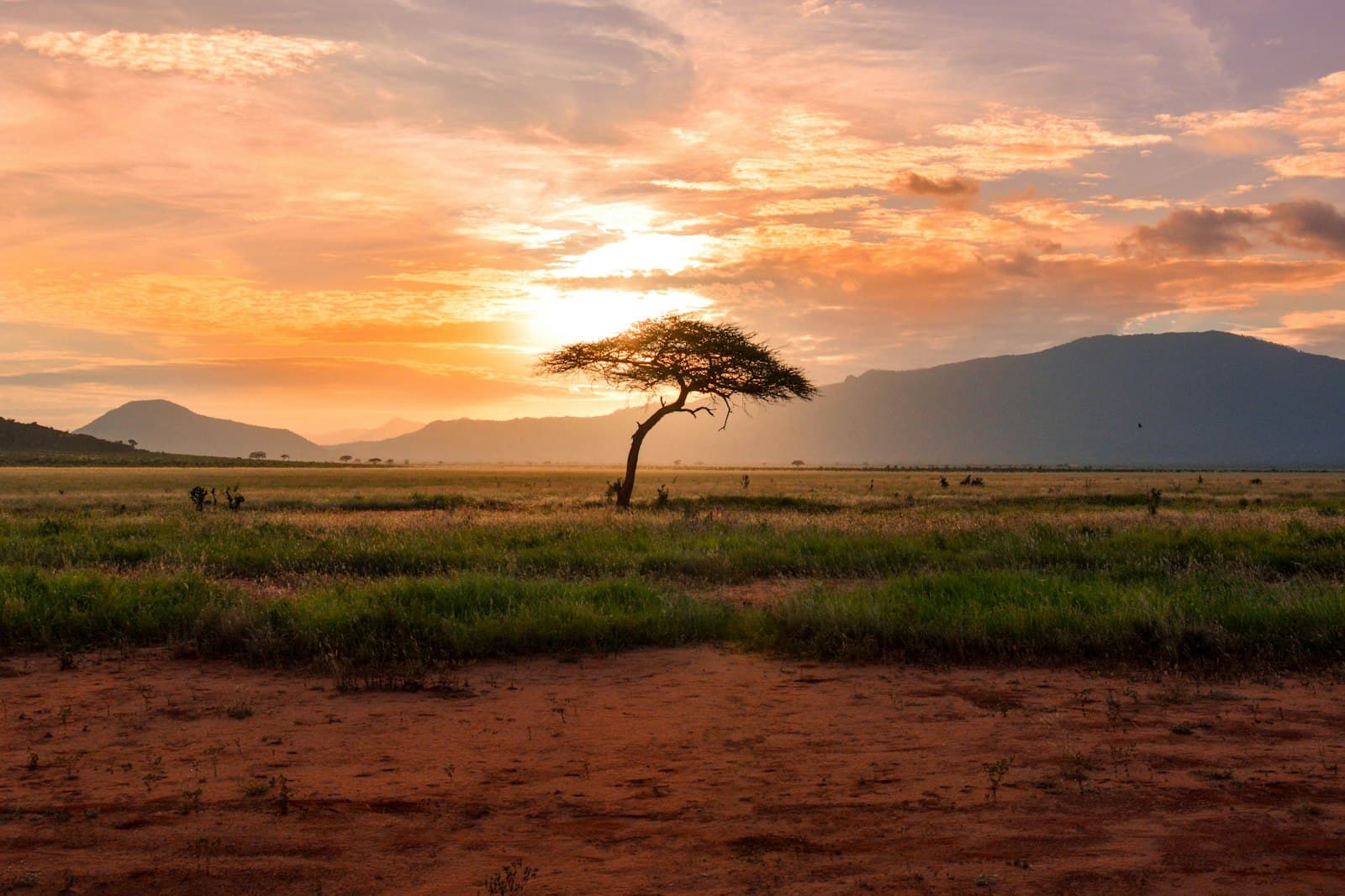 African savanna at golden hour