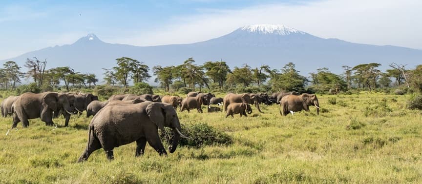 Amboseli & Maasai Mara: A First-Timer's Guide to Kenya