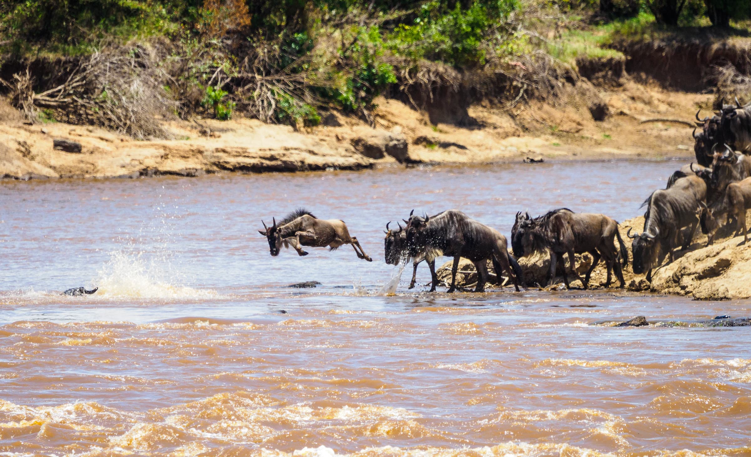 Kenya or Tanzania Safari: How to Choose (Or Do Both)