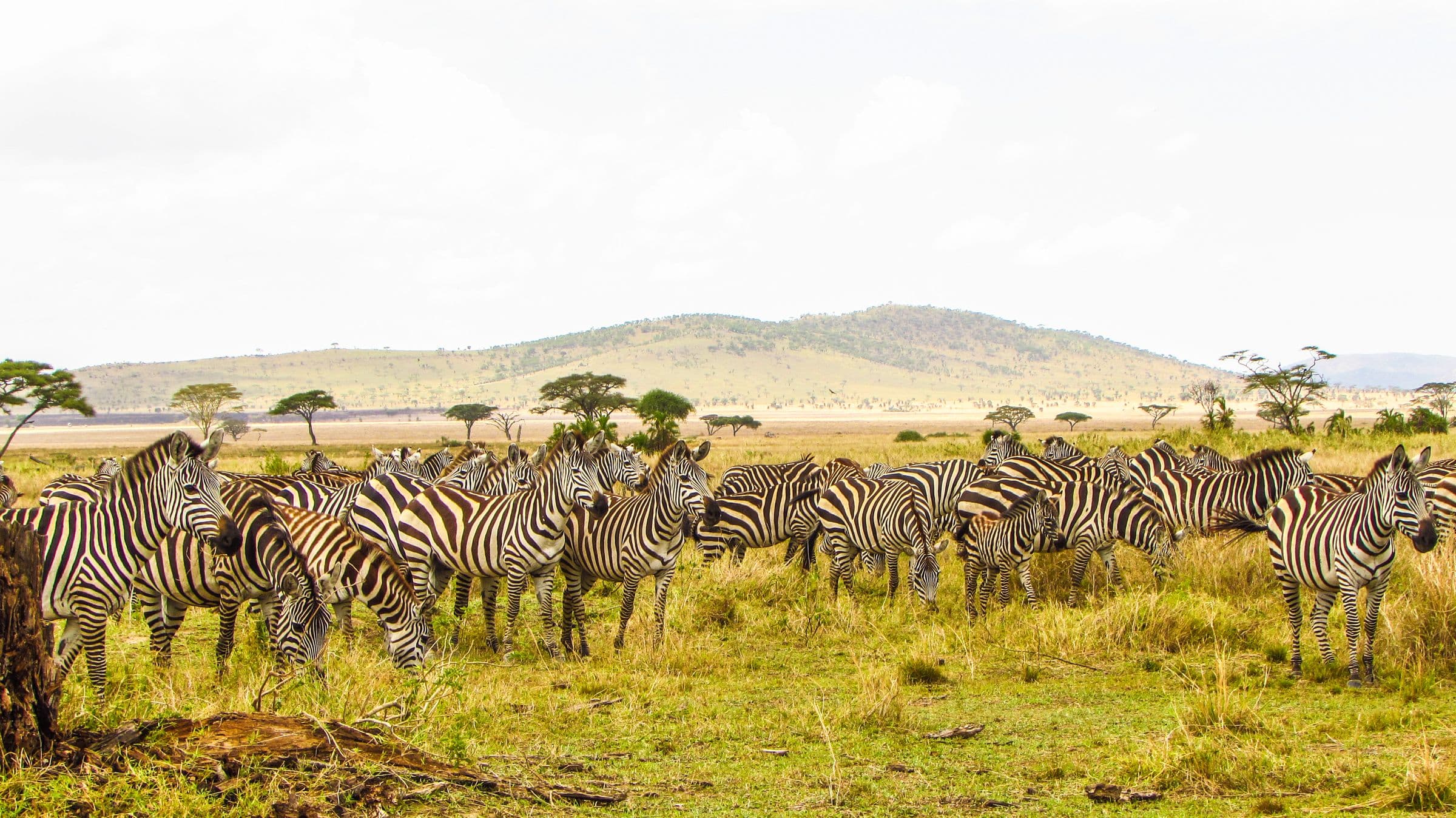 Endless golden plains of the Serengeti under a wide sky