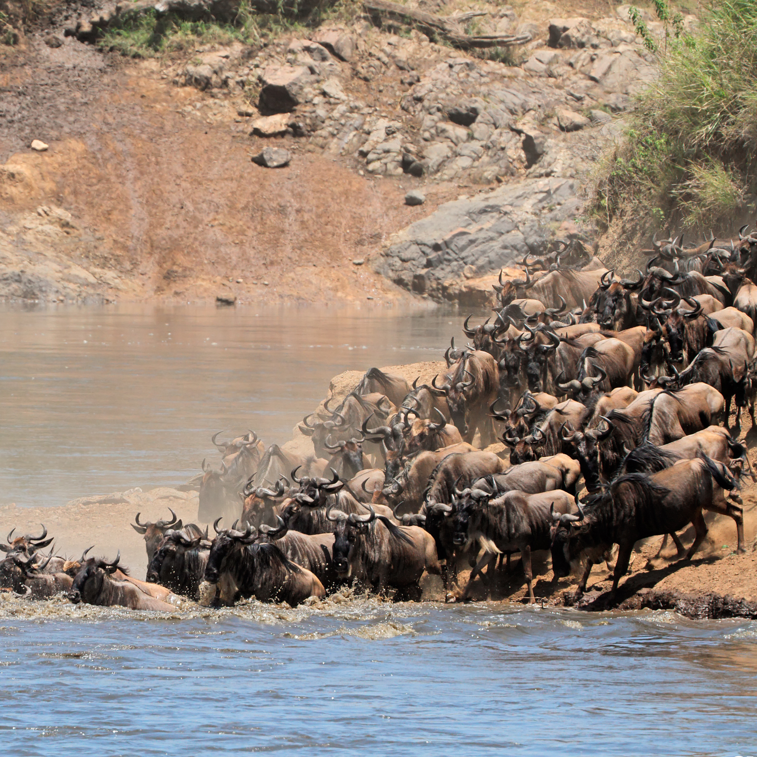 Wildebeest herd crossing a river during the Great Migration