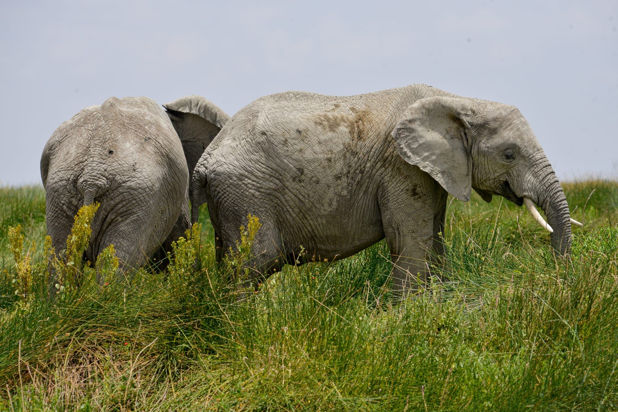 Family Safari in Tanzania: Making It Work With Kids
