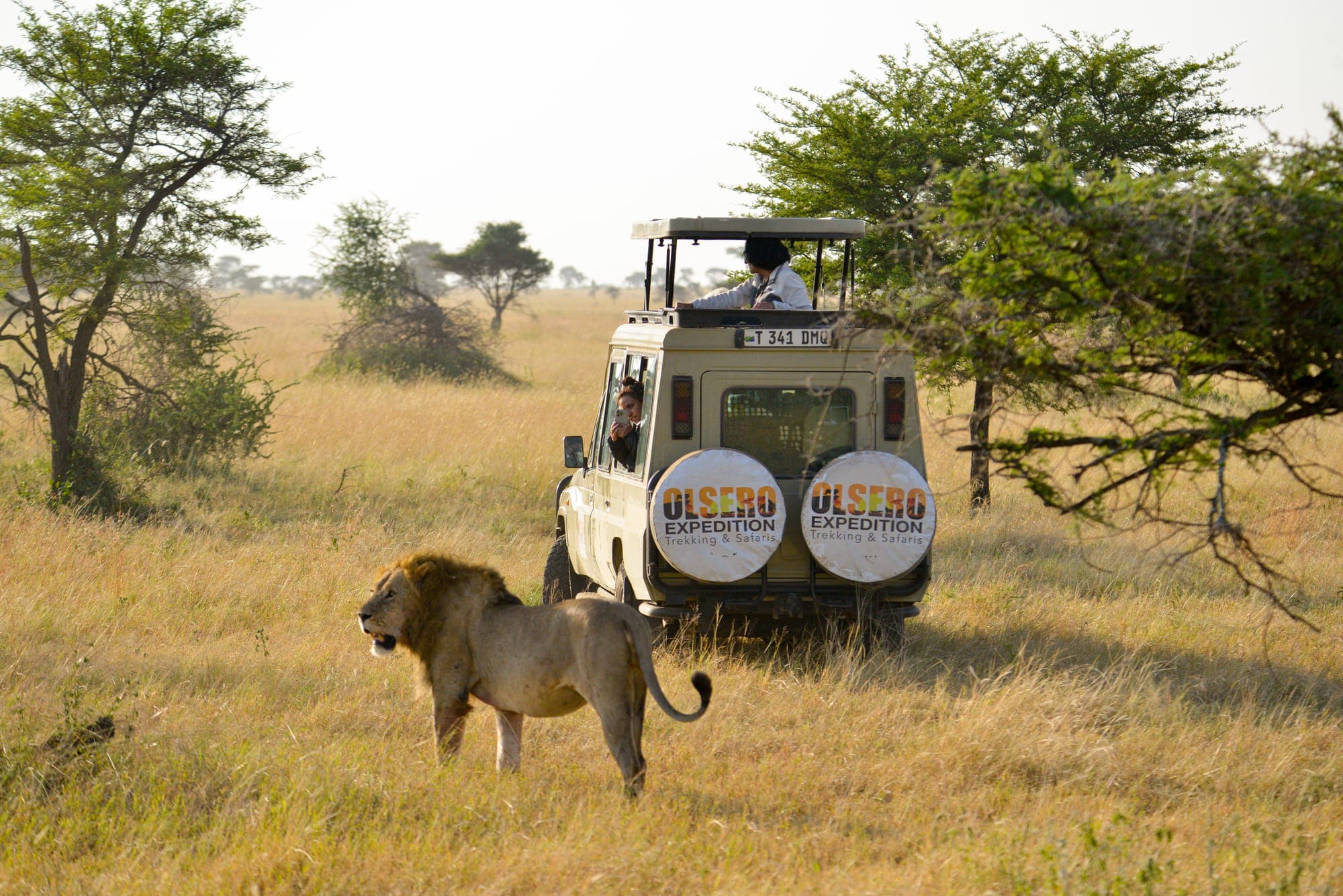 Safari Photography Tips for Non-Professionals