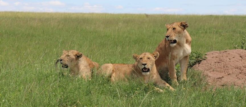 Ostrich Safari — 4 Days 3 Nights Naivasha, Nakuru & Maasai Mara