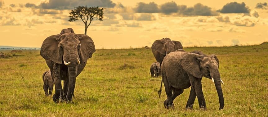 Tembo Wildlife