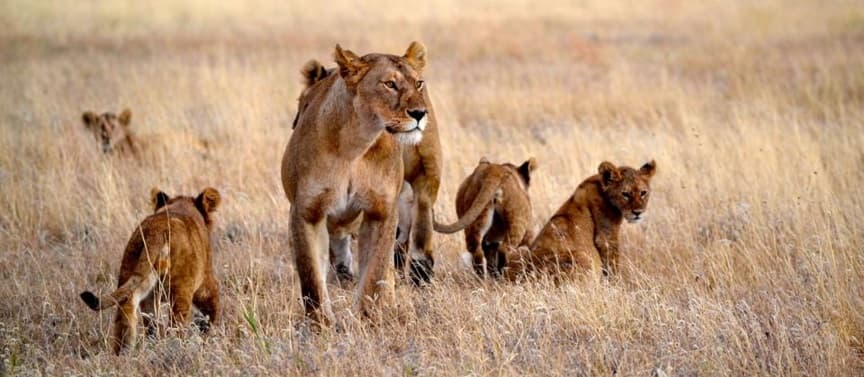 The Ngorongoro Crater, where Olsero Expedition and P.O.M.-P.O.M. Suites Paje first met